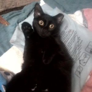 Meet your Posher, Hester